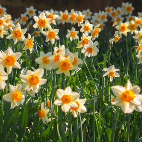 Geweldige feiten over april