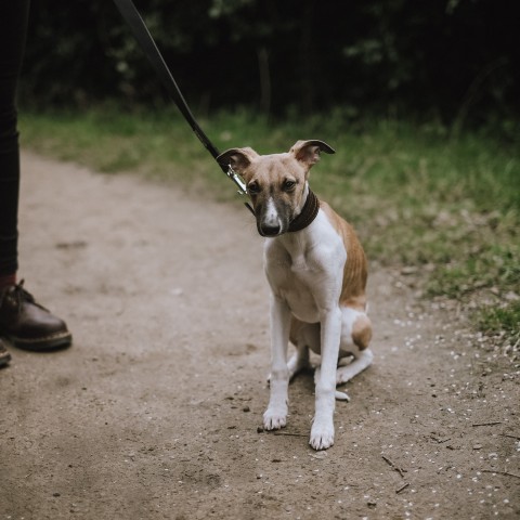 Waarom wrijven katten en honden met hun kont over de vloer?