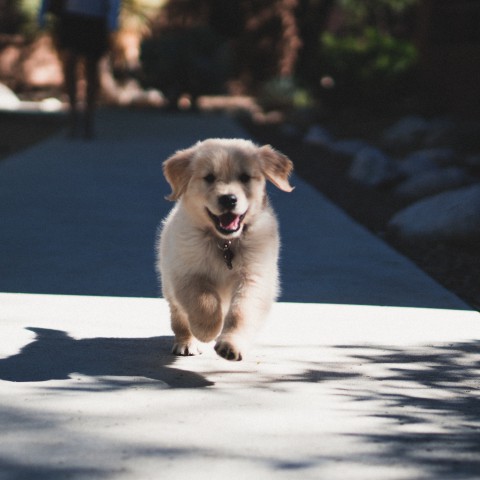 23 maart is het Puppydag