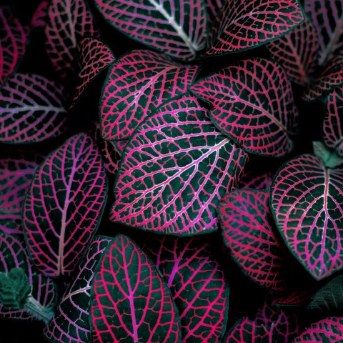 Hoe zorg je voor de Fittonia (Zenuwplant)