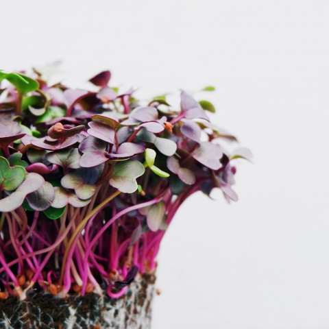 Wat zijn microgreens en wat zijn de gezondheidsvoordelen?