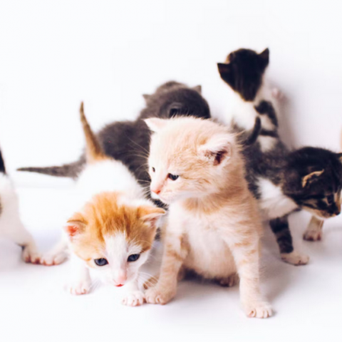 Katten cafe in Almere