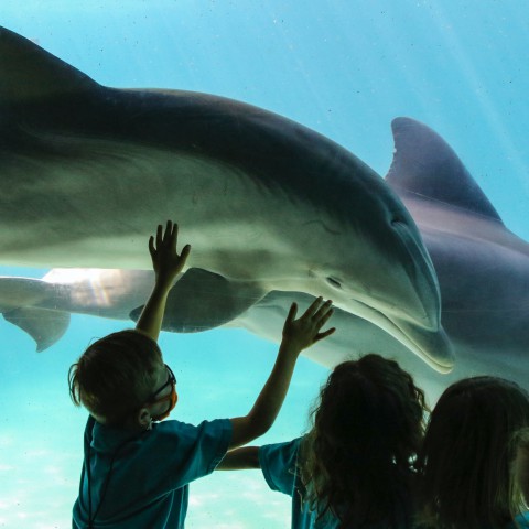 Dolfinarium: minder kunstjes en meer educatie