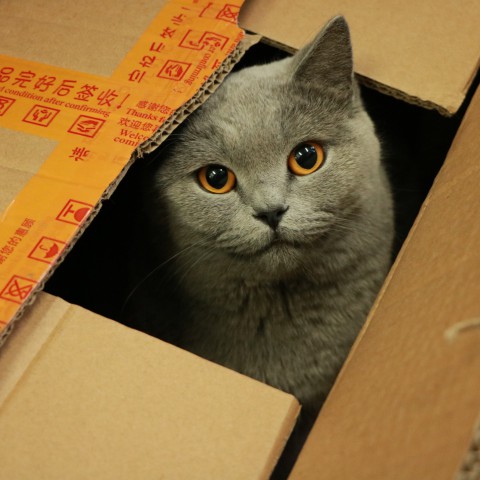 Waarom zijn katten zo dol op dozen?