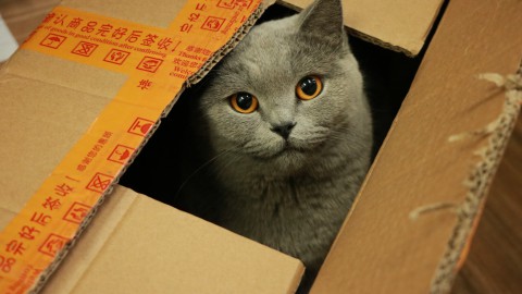 Waarom zijn katten zo dol op dozen?