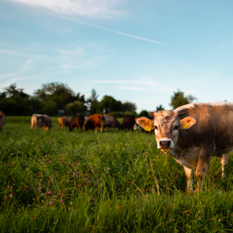 Laat je horen voor een betere toekomst voor dieren in de vee-industrie