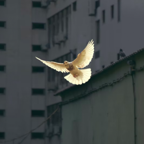 Vandaag is het Universal Hour of Peace