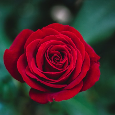 12 juni is het rode rozen dag.