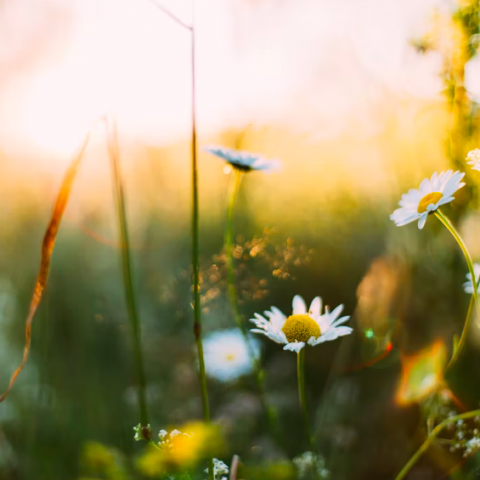 Het wordt weer lente deze maand