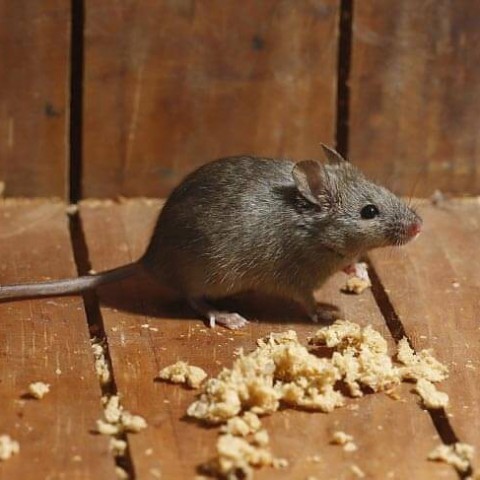 Het wordt kouder: muizen en ratten zoeken beschutting