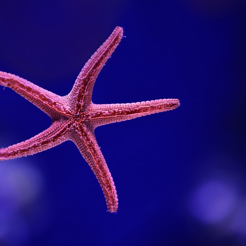 Kunnen de zeesterren op je rekenen?