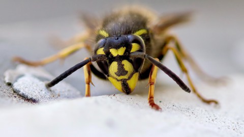 Drie keer meer vraag naar wespenbestrijders dan vorig jaar