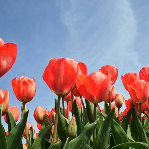 Laatste kans deelname kunstchallenge Flevolandse Tulp