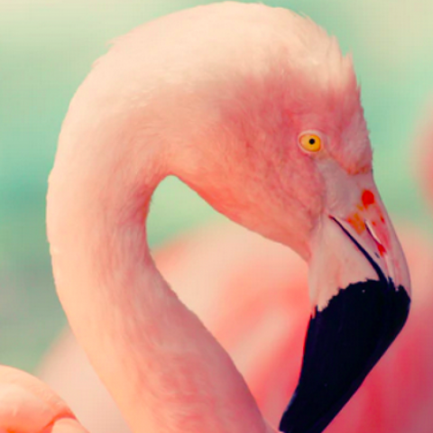 Flamingo’s