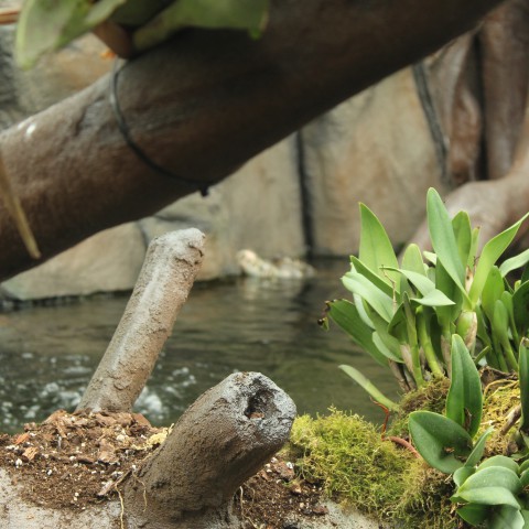 Stem op Almere Jungle!