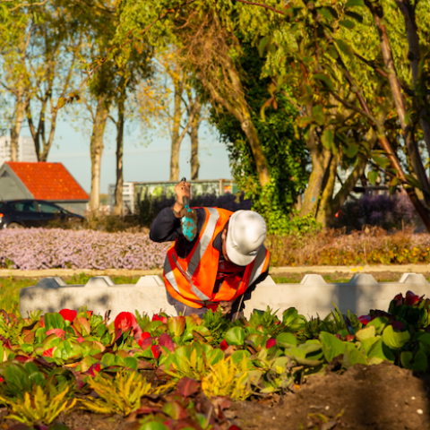 Floriade plant dit najaar een diversiteit aan bloembollen