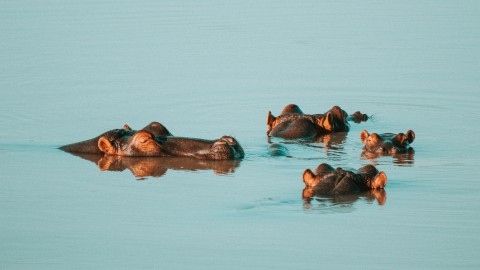 Feiten over nijlpaarden