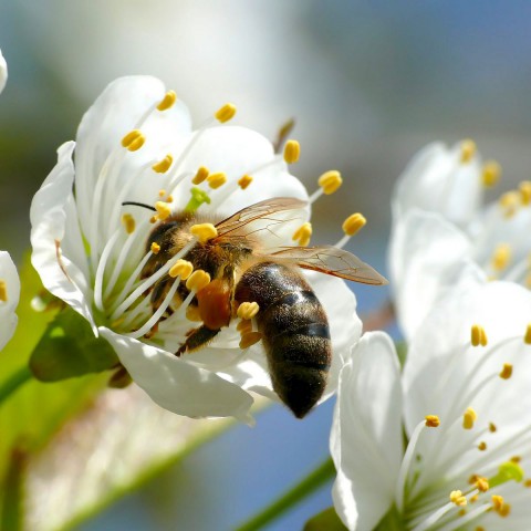 Handige tuintips op Floriade voor eigen achtertuin