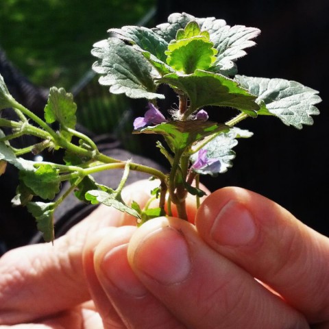 Duik een jaar lang in de wereld van eetbare wilde planten!