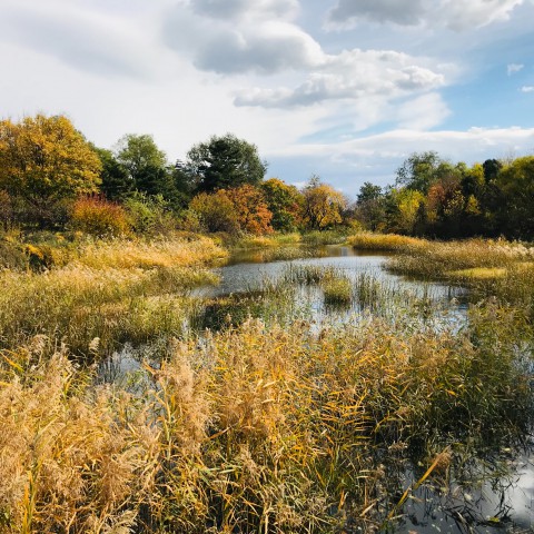 Ontwerp voorkeursbeslissing project Oostvaardersoevers ter inzage