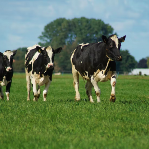 FrieslandCampina melkveehouders en personeel vieren met trots 150-jarig bestaan