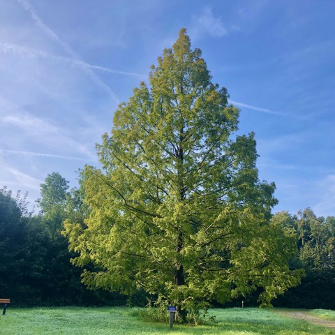Bijzondere bomen in Almere gezocht