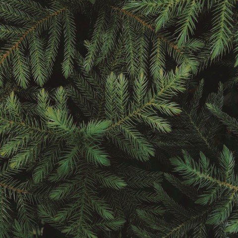 Themawandeling eetbare wilde planten 'Dennen, sparren en wintergroene planten'