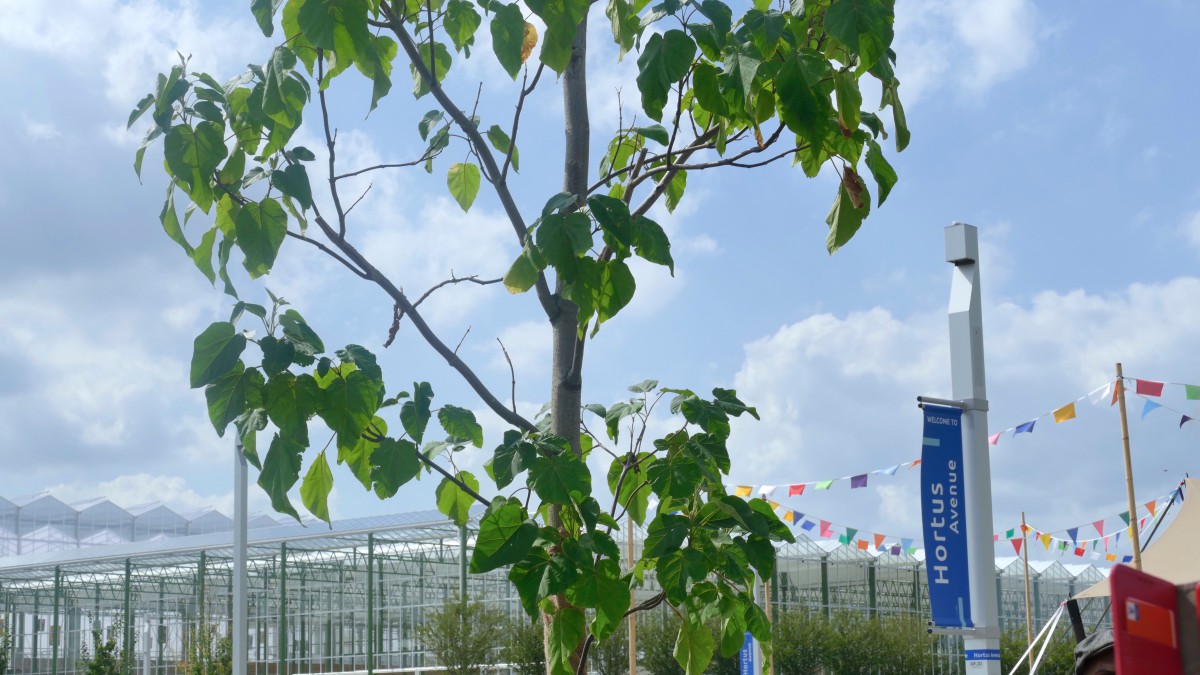 Speciale boom voor mensen met taaislijmziekte geplant bij Floriade