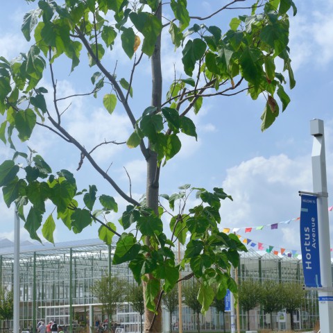 Speciale boom voor mensen met taaislijmziekte geplant bij Floriade