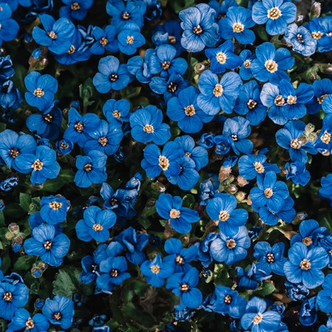 De blauwe bloem genaamd: Vergeet-mij-nietjes