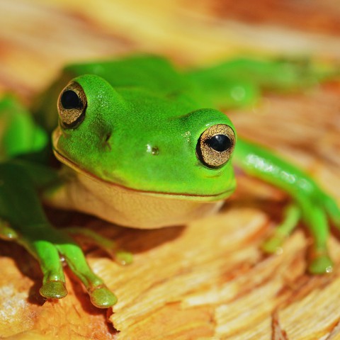 3 dieren met hele vreemden harten