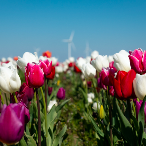 Tulpenroute 2022 is nu echt afgelopen