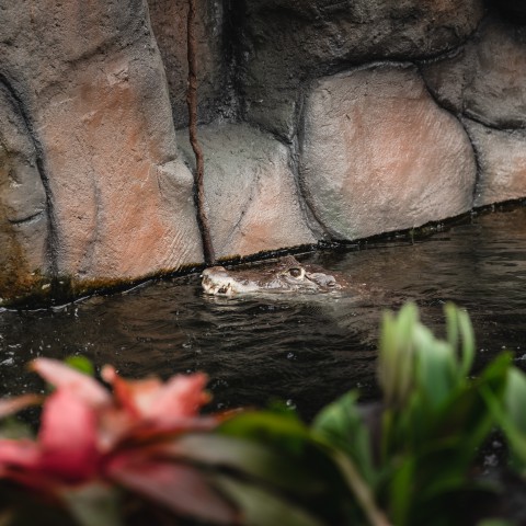 Kaaimannen in Dierenpark Almere Jungle