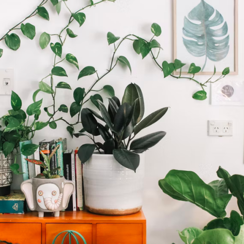 Hebben planten gevoelens?