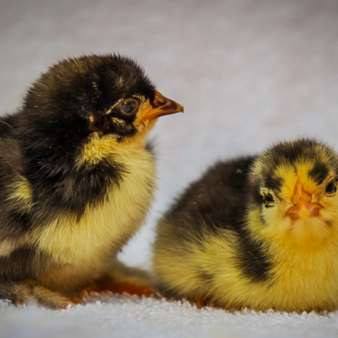 Koninklijk Paar neemt deel aan NLdoet op Zorgboerderij Op Aarde