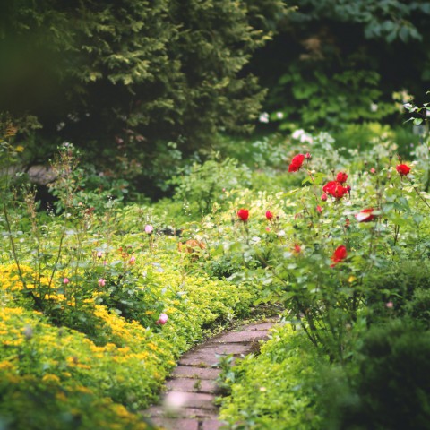 Tuintips voor de maand Maart