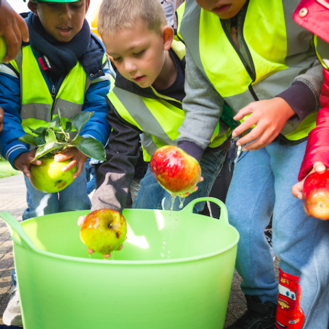 Schoolklassen komen appels plukken bij Stad & Natuur
