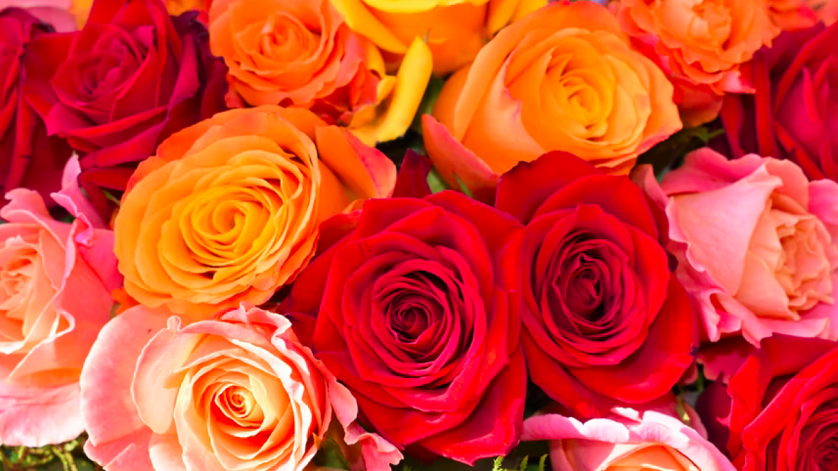 Memo artikel krullen Ons Almere - Wat symboliseren rozen in verschillende kleuren?