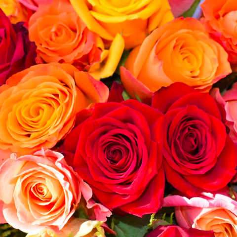 Wat symboliseren rozen in verschillende kleuren?