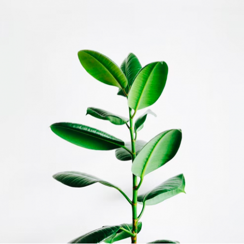 Een ontspannen wellness voor je kamerplant!