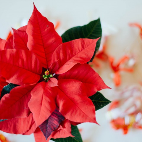 Kerstster (Poinsettia)