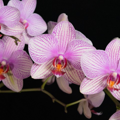 Plant van de maand: De Orchidee