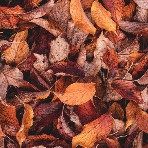 Laat je huis ruiken naar herfst!