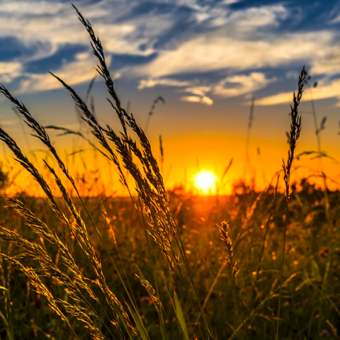 Petitie voor meer natuurinclusieve biologische landbouw in Almere