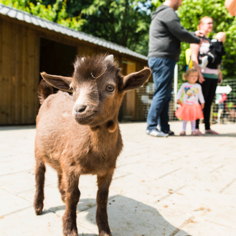 Kinderboerderijen vieren de Lente