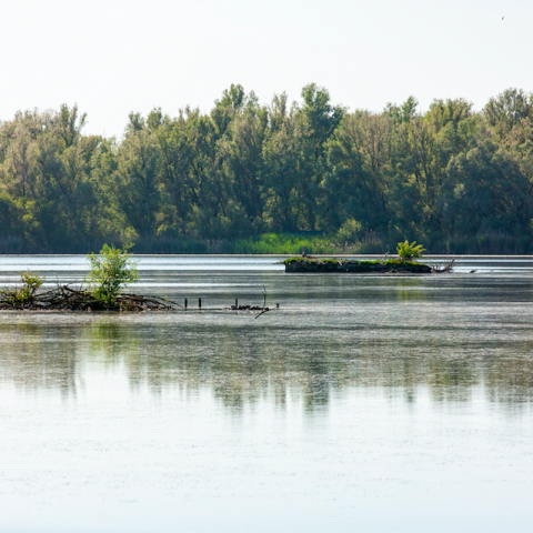 Herstel vogeleilanden Lepelaarplassen start in augustus 