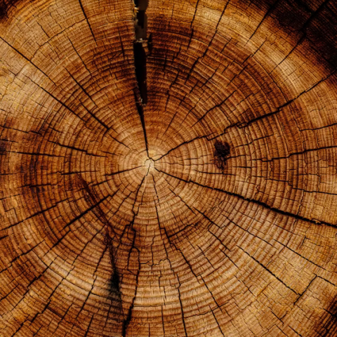 Waarom leven bomen zo lang?