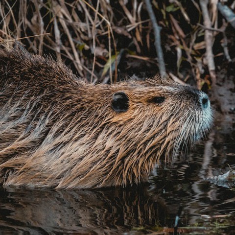 Partij voor de Dieren: Toch bevers op locatie tankstation Fieten