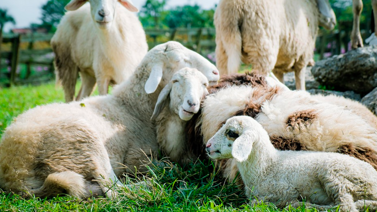 Stad & Natuur stopt eind 2021 met schapenbegrazing in Almere