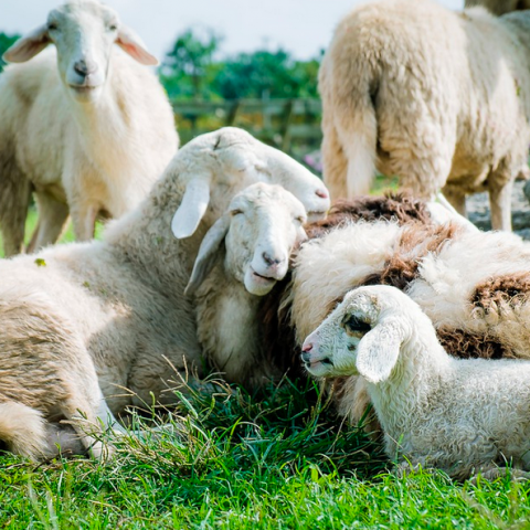 Stad & Natuur stopt eind 2021 met schapenbegrazing in Almere